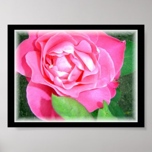 Petal Pink Rose Poster (Voorkant)