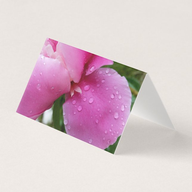 pétale perdue sous la pluie (Front)