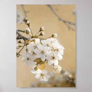 Petalen van Promise Spring Omhels Kersenbloesems Poster