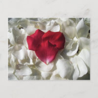 Pétales de rose blanc et rouge Carte postale