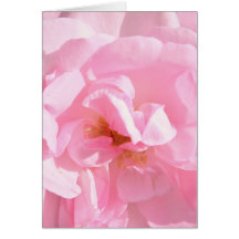 pétales de rose rose pâle