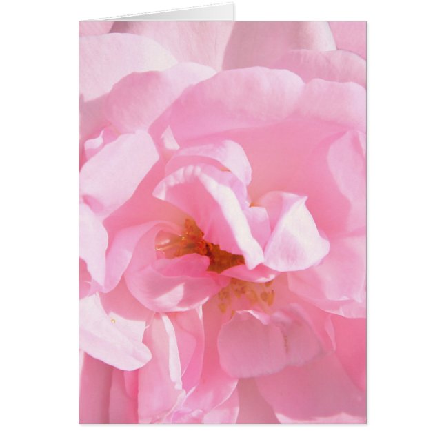 pétales de rose rose pâle (Devant)