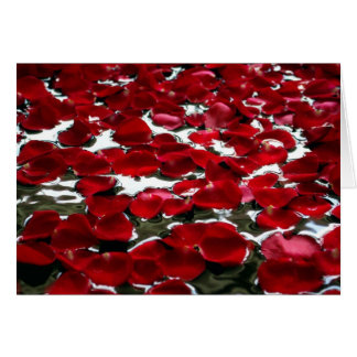 PÉTALES DE ROSE SUR L'EAU