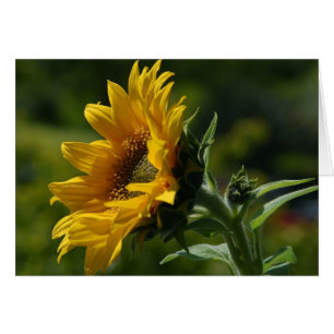 Pétales de tournesol Jaune de pollen