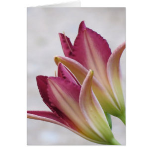 Pétales d'ouverture - Daylilies