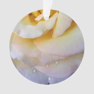 Pétales roses jaunes