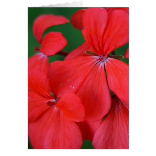pétales rouges (Devant)
