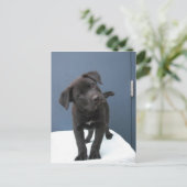 Pete Briefkaart (Staand voorkant)