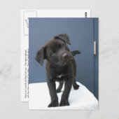 Pete Briefkaart (Voorkant / Achterkant)