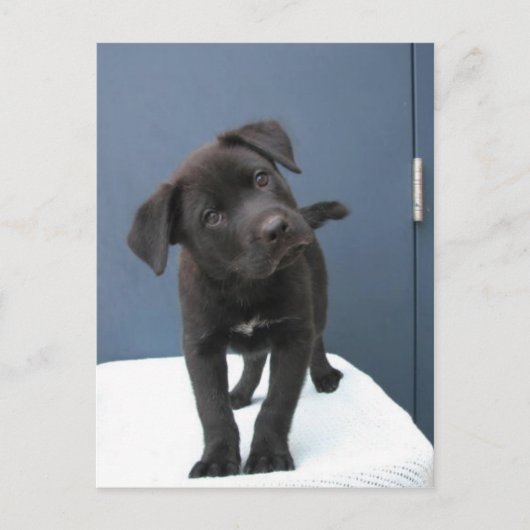 Pete Briefkaart (Voorkant)