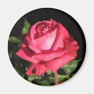 Peter Frankenfeld Hybrid Tea Roos 001 Magneet