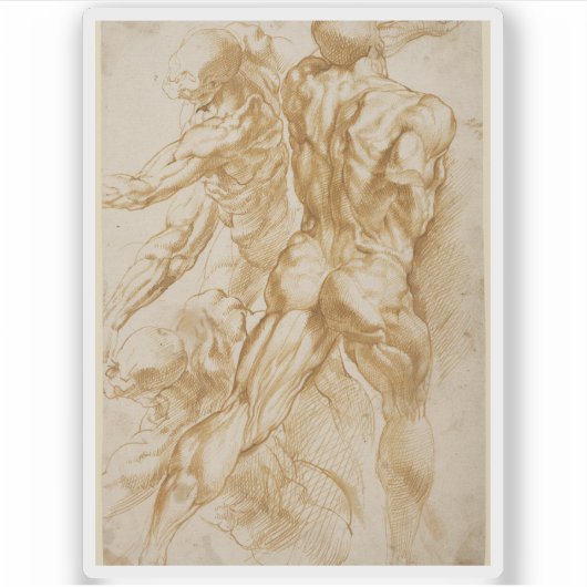 Peter Paul Rubens - Anatomische Studies Sticker (Voorkant)