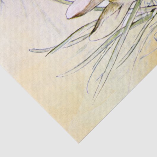 Peter Rabbit (uien) Weefselpapier Tissuepapier (Detail)