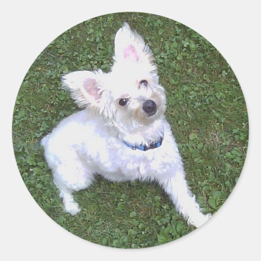 Petey de Pom-a-Poo Sticker (Voorkant)