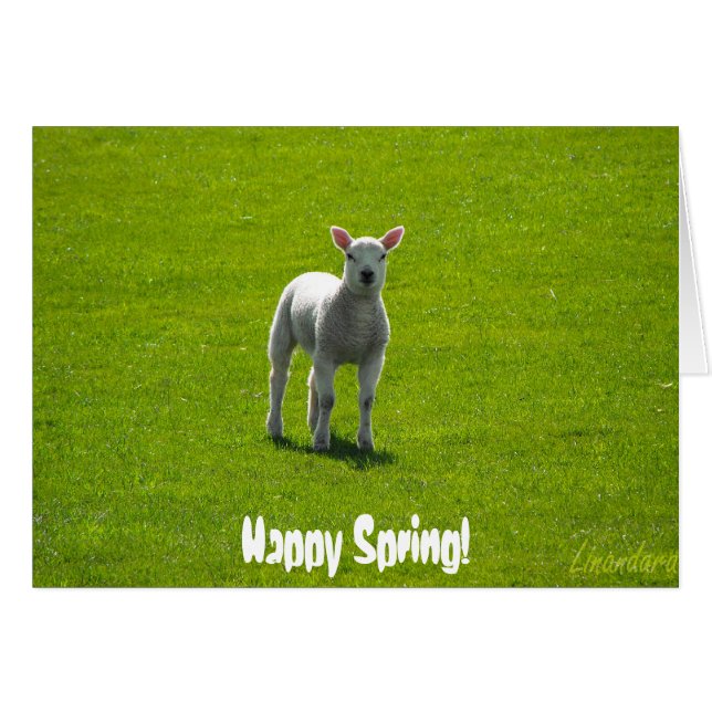 Petit agneau (Devant horizontal)