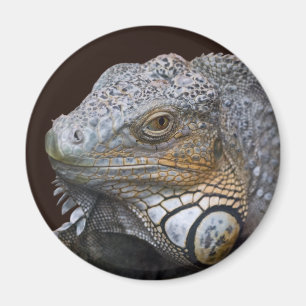 Petit aimant Dragon