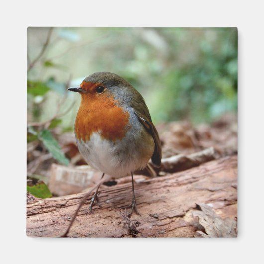 Petit aimant Robin (Devant)