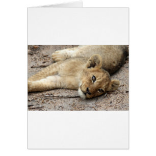 Petit animal de Lazylion