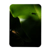 Petit Araignée - Magnet photo (Vertical)