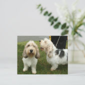 Petit Basette Griffon Vendeen Briefkaart (Staand voorkant)