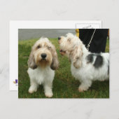 Petit Basette Griffon Vendeen Briefkaart (Voorkant / Achterkant)