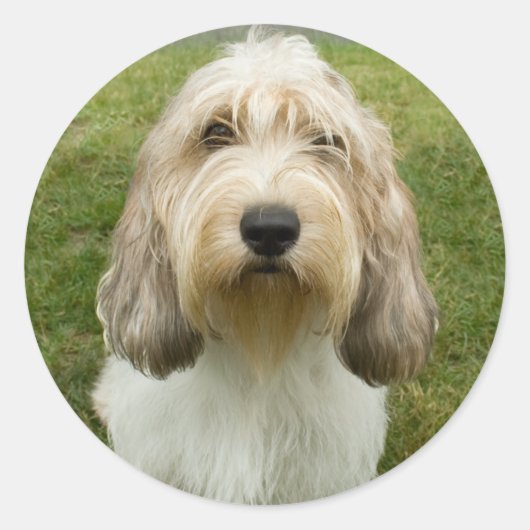 Petit Basette Griffon Vendeen Ronde Sticker (Voorkant)