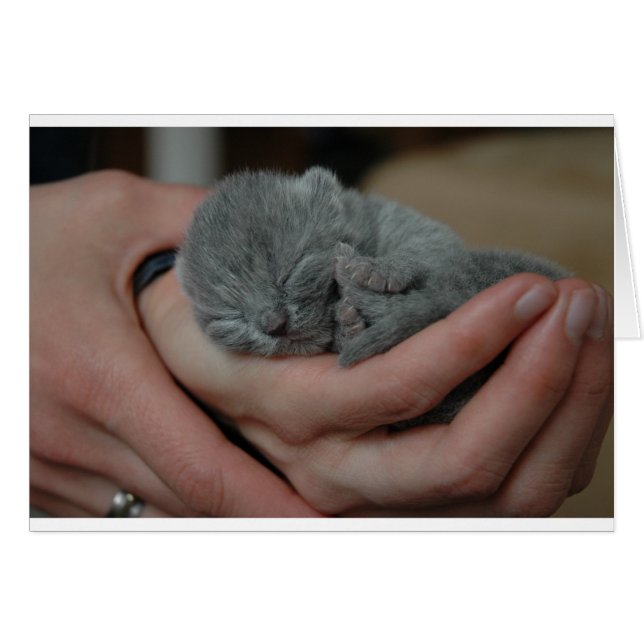 Petit Bébé bleu Kitten (Devant horizontal)