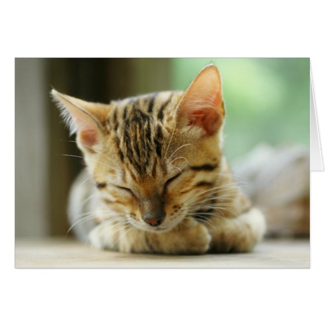 Petit Bébé de couchage Kitty (Devant horizontal)