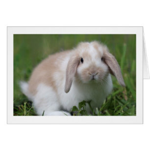 Petit Bébé Holland Lop Rabbit - Bébé Animaux
