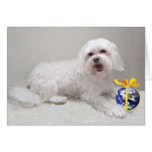Petit Bichon Havanais avec Globe