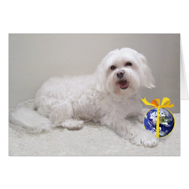 Petit Bichon Havanais avec Globe (Devant horizontal)
