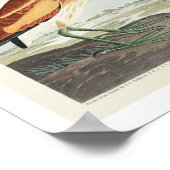 Petit Bittern par Audubon Poster (Coin)