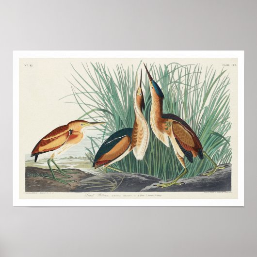 Petit Bittern par Audubon Poster (Devant)