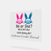 Petit Bunny Gender Reveal (Angle)