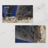 Petit carte de visite de poissons (Devant / Derrière)