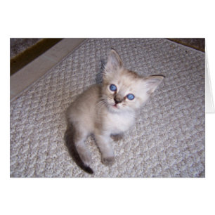 Petit chat de chaton de Louie