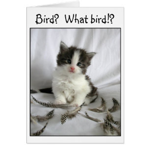 Petit chaton mignonne avec carte de plumes d'oisea