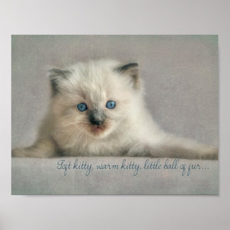 Petit chaton molle, poster de chaton Ragdoll