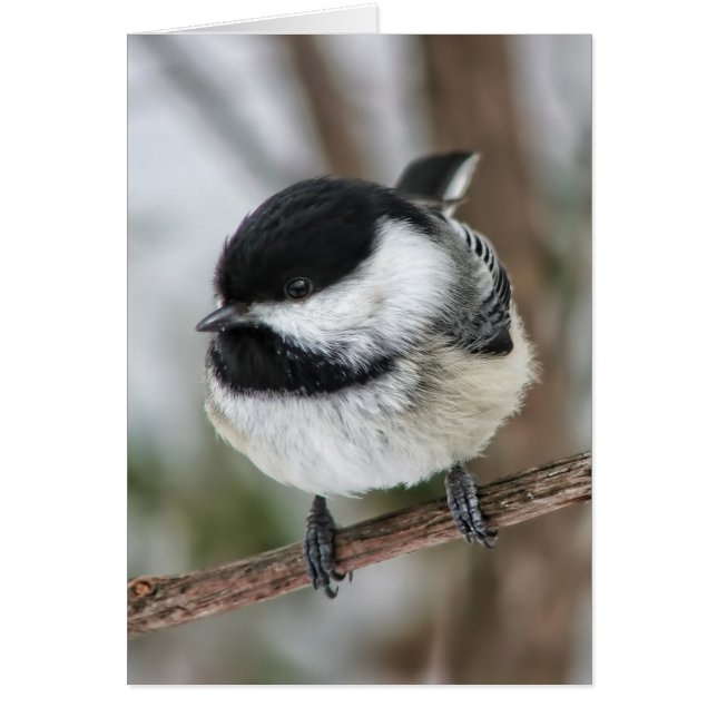 Petit Chickadee mignon (Devant)