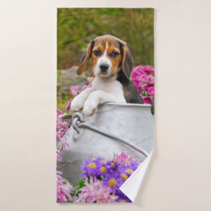 Petit chien Beagle coquelicot dans une église de l