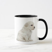 Petit chien lion of Little Lion Dog puppy