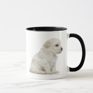 Petit chien lion of Little Lion Dog puppy Mok
