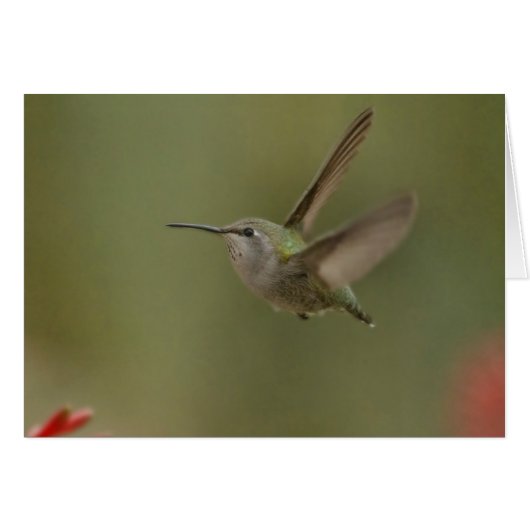 Petit colibri puissant (Devant horizontal)