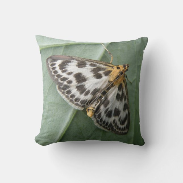 Petit Coussin de papillon (Recto)