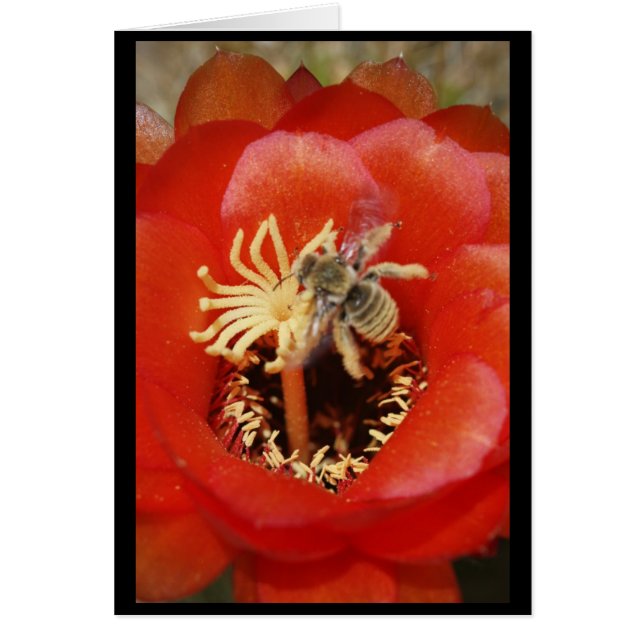 Petit déjeuner d'abeille (Devant)