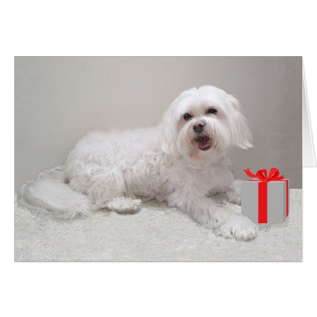Petit Havanais Blanc avec Cadeau (Devant horizontal)