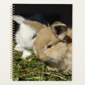 Petit lapin moelleux (Devant)