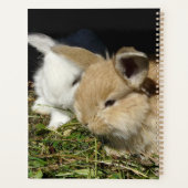 Petit lapin moelleux (Dos)