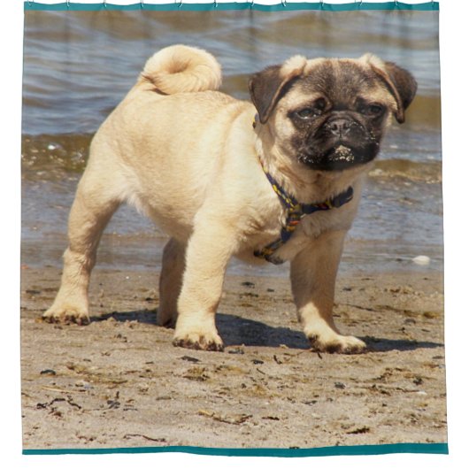 petit mignon carlin bébé rideau de douche (Devant)
