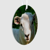 PETIT MOQUETTE (devant)